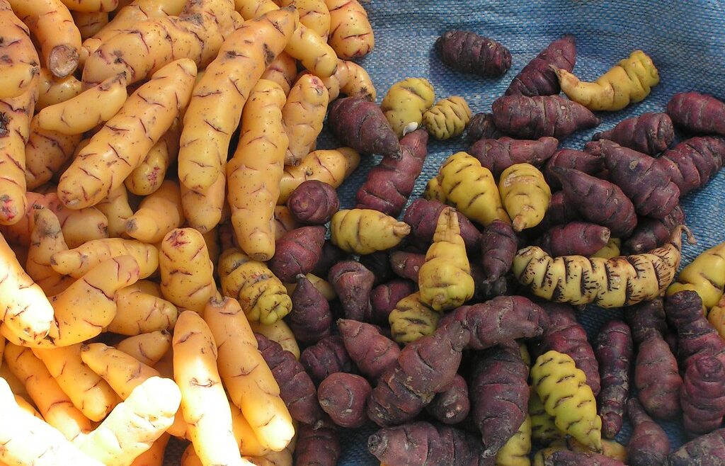 Mashua, superalimento para la salud