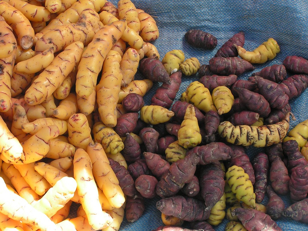 Mashua, superalimento para la salud
